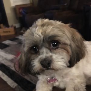 Meet your Posher, Daphne